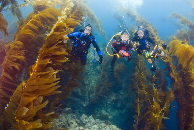 kelp forest, san clemente island