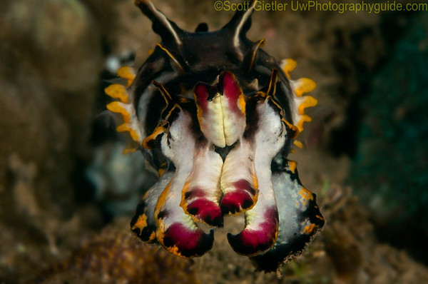 underwater photography composition