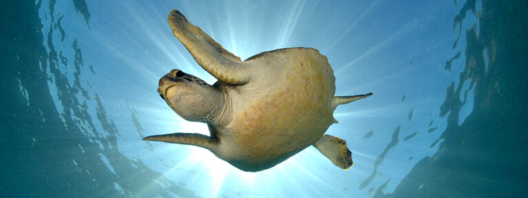 Shooting from the Hip 438crop800x300