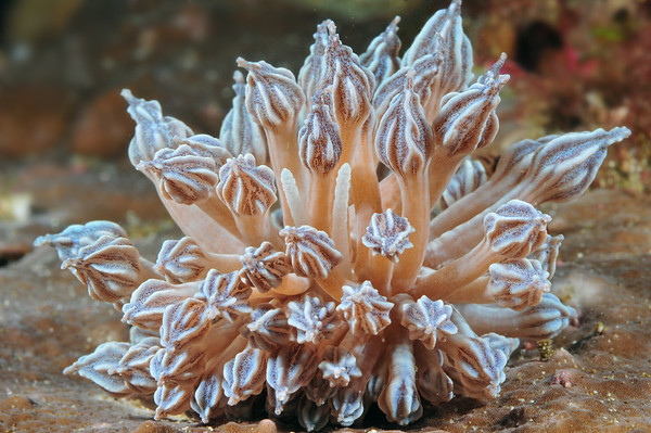 Phyllodesmium rudmani
