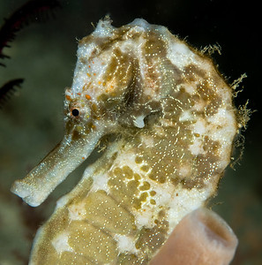 giant seahorse anilao phillipines