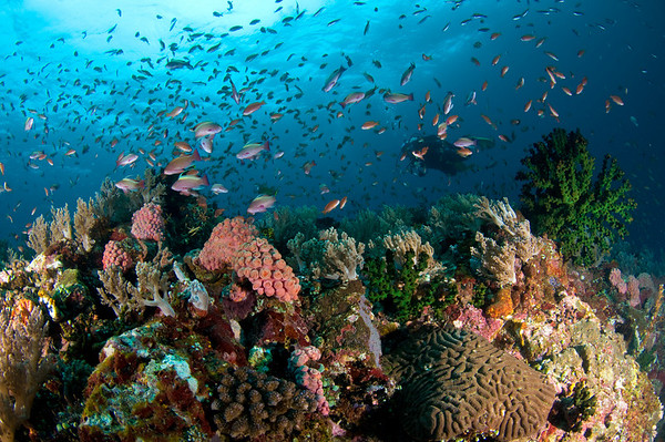 reef shot in Anilao, phillipines with Inon Z240 strobes