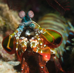 mantis shrimp, better colors underwater