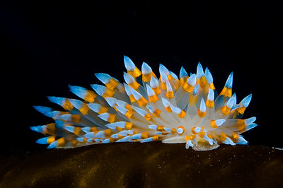 janolus nudibranch, getting great colors