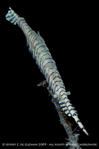 sawblade shrimp