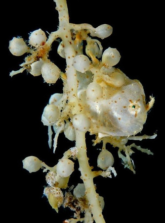 underwater macro photo by keri wilk, contest winner