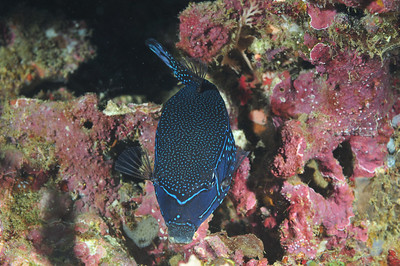 This is not ideal - a shot from above. You want to be low and shoot at least at eye level, if possible.