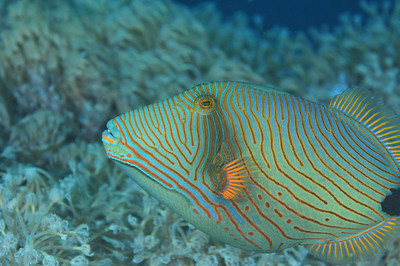 Here we have done a little better. No fish butt, and it even has "room to swim" in the frame. Here we have done a little better. No fish butt, and it even has "room to swim" in the frame.