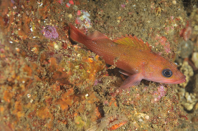 Again, this fish is pretty but it needs more room on the right. Again, this fish is pretty but it needs more room on the right.