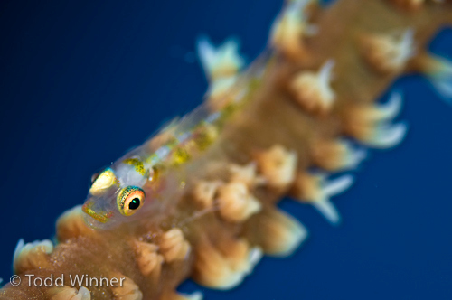 goby, underwater macro photo with blue background
