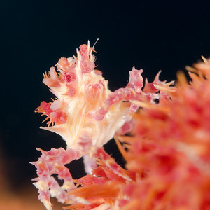 It took a long time to get "low" beneath this soft coral crab on the left for the right composition. underwater macro composition example, soft coral crab