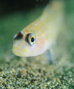 macro underwater photography example, narrow depth of field