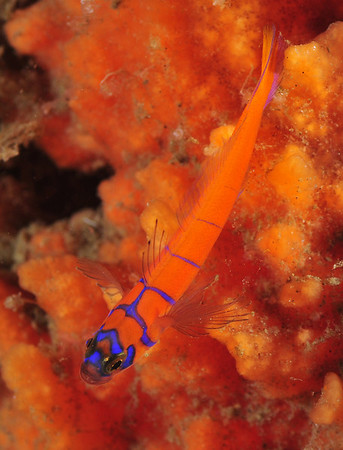 This is an exception to the shooting down rule. Goby at catalina. F8, 1/250th, ISO 200, D300 + 60mm +1.4x tele. Compositions where the subject forms an interesting curve, pattern or color combination can be shot from directly above. In this case, the slight curve of the goby and the red on red makes the shot work.