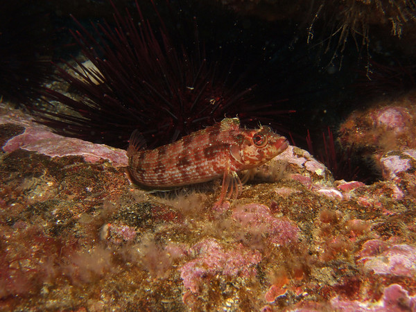 Besides looking better if the shot was taken closer, this fish would have looked better if it was off-center. fuji F10, 1/100th, F8