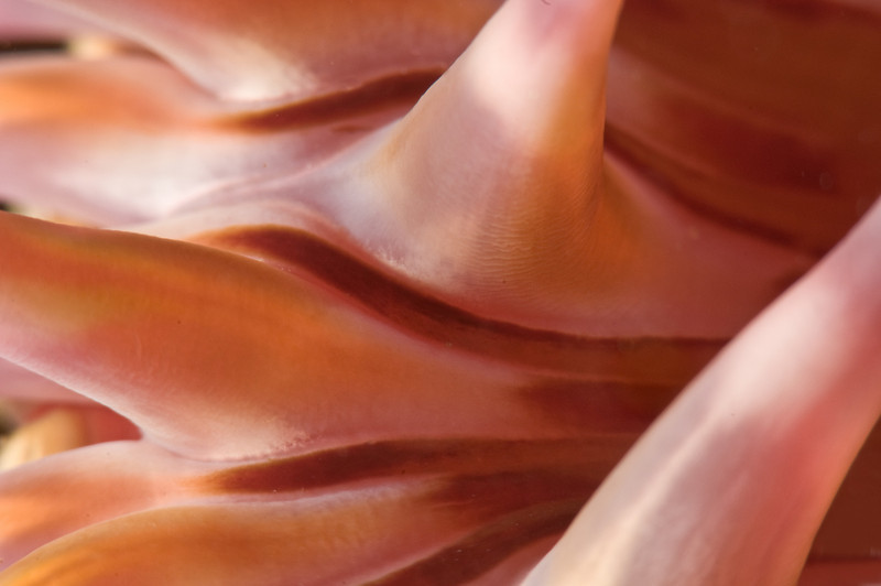 subsee diopter example