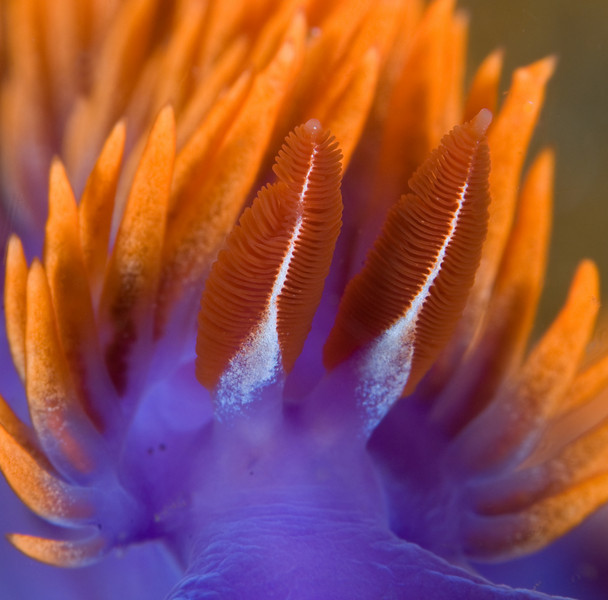 spanish shawl supermacro shot