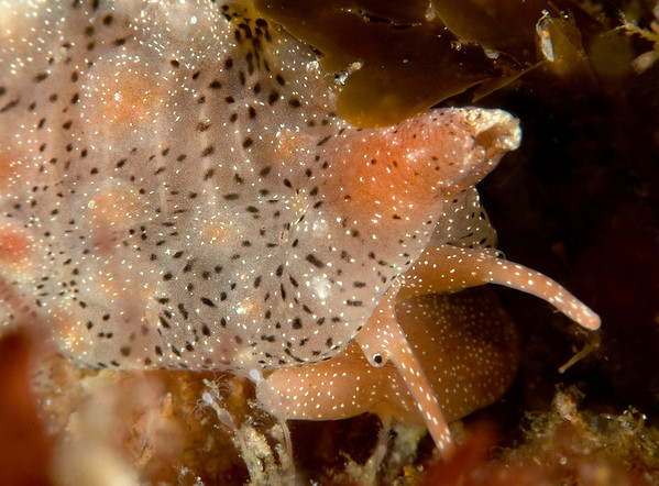 snail photo, trivia solandri, with subsee diopter