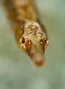 Pipefish at Catalina island, USA. Like I said, "Get the eyes in focus". F14, 1/200th, ISO 320. D300, 105mm lens Pipefish at Catalina Island