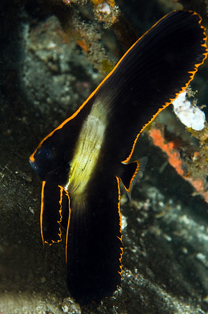 juvenile pinnate batfish