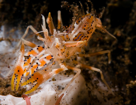 Tiger shrimp, bali, subsee diopter