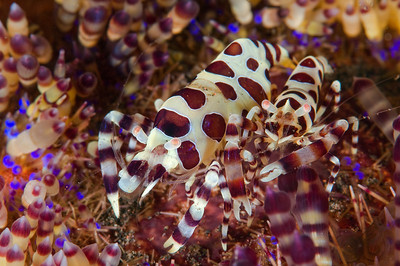 colmani shrimp, seraya, bali