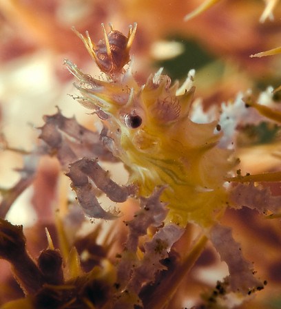 soft coral crab, bali, subsee diopter