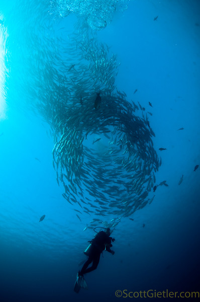 Tornado-like school of Jacks at the Liberty wreck, Bali