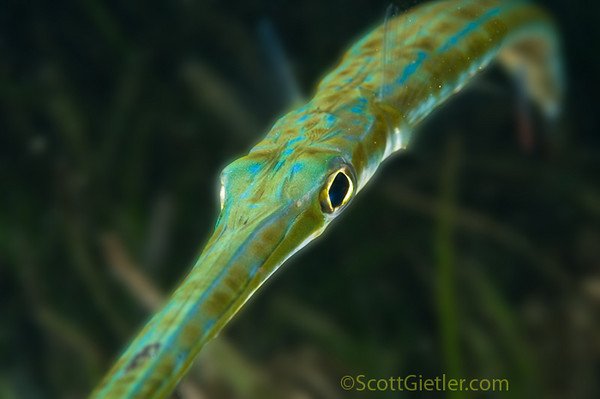 flutemouth, padang bai, bali