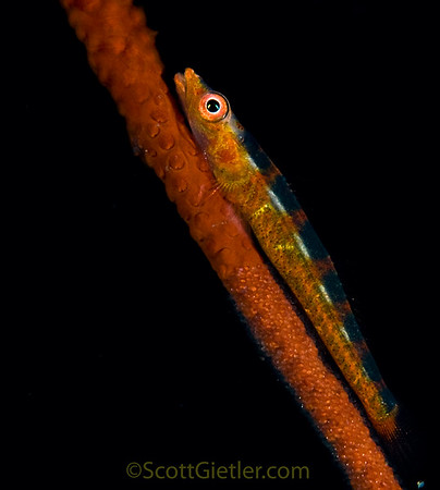 Wire coral goby, Seraya, Bali