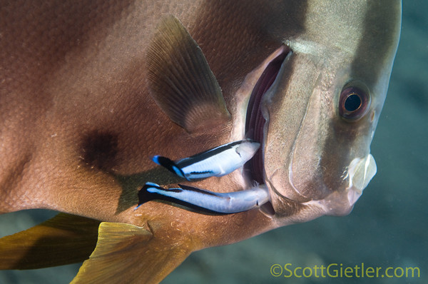 Batfish getting cleaned by 2 wrasses, Seraya, Bali