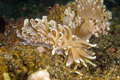 solar powered nudibranch, lembeh