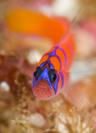 underwater macro photograph of a catalina goby