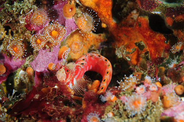 Mosshead warbonnet, san miguel island