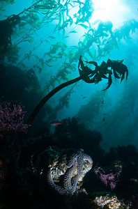 giant kelp forest at santa cruz island