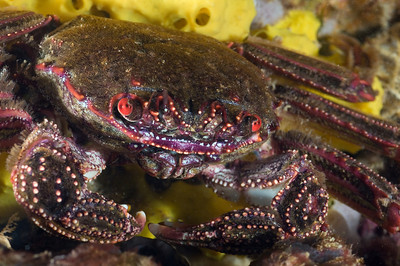 crab underwater photo