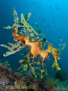 Leafy sea dragon underwater photo
