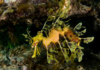 leafy sea dragon, adelaide