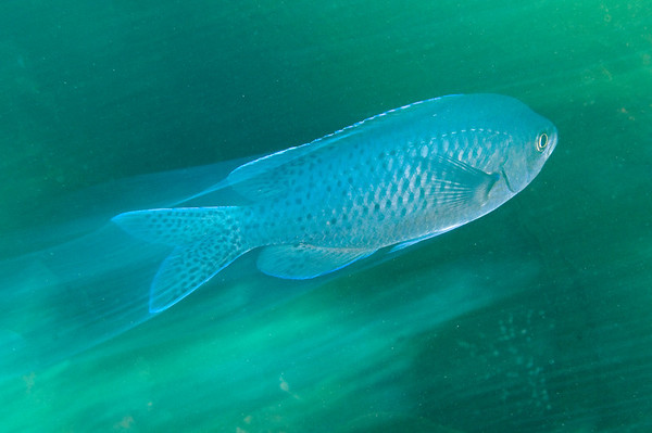 panning underwater photo