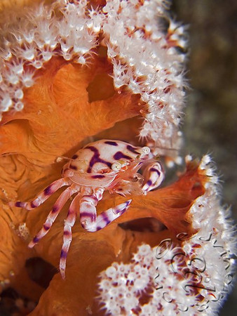 Canon G10 Underwater Housings