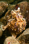 warty frogfish