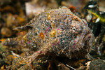 Randall's Frogfish, Antennarius randalli