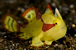 Warty frogfish