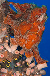 Antennarius coccineus, Freckled Frogfish