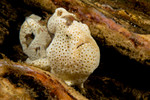 Painted frogfish, Antennarius pictus