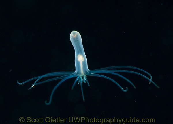 underwater photo of a tube anemone larva