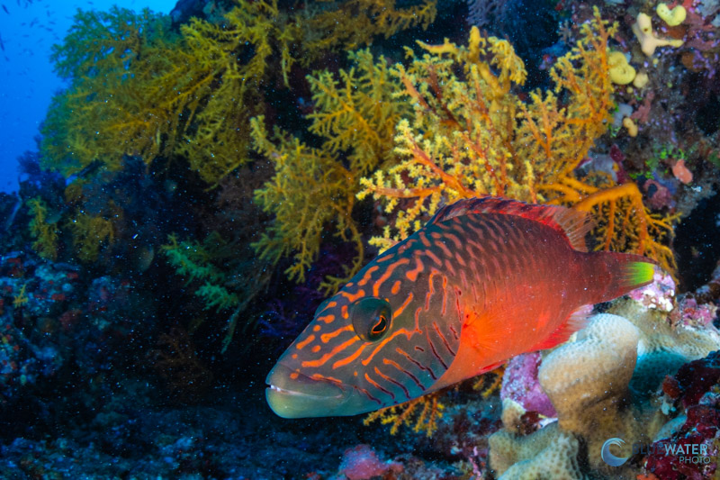 A bandcheek wrasse photographed with the Sony A7C II in the Bligh Waters of Fiji. f/16, ISO 320, 1/125 A bandcheek wrasse photographed with the Sony A7C II in the Bligh Waters of Fiji. f/16, ISO 320, 1/125