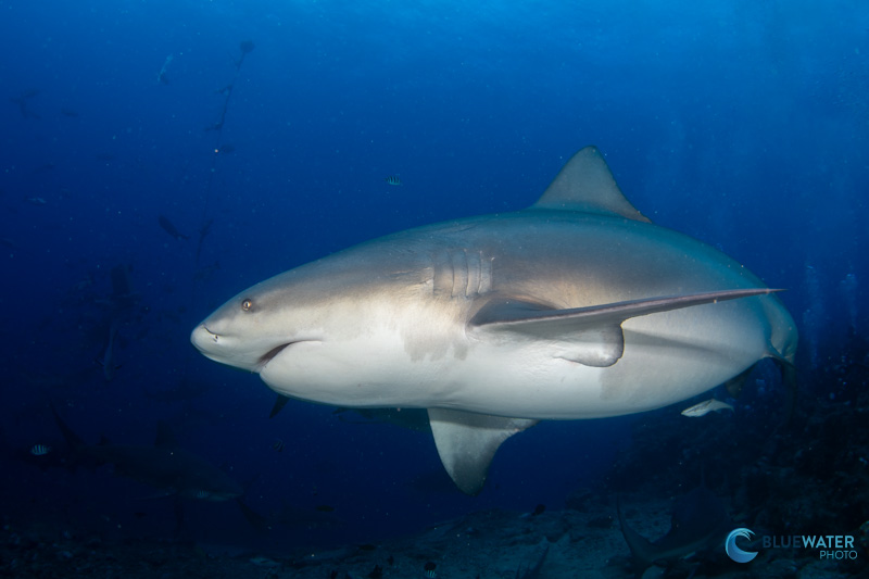 A pregnant bull shark photographed with the Sony A7C II A pregnant bull shark photographed with the Sony A7C II
