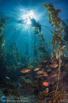 Beautiful California Reefscape. ISO 100, f/10, 1/160