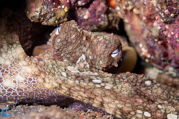 Sony 90mm Macro @ F8, 1/250th, ISO100