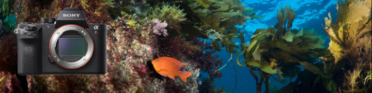 Best Underwater Settings for the Sony A7R II Camera a7rii-header